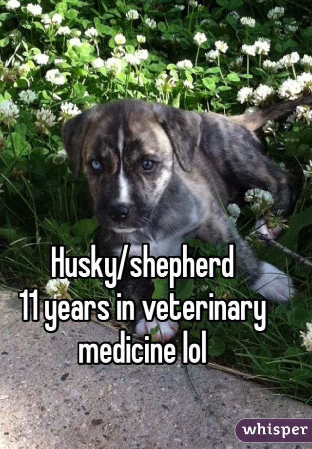 Husky/shepherd
11 years in veterinary medicine lol