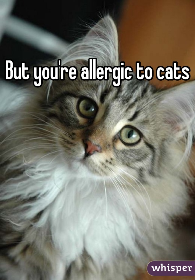 But you're allergic to cats