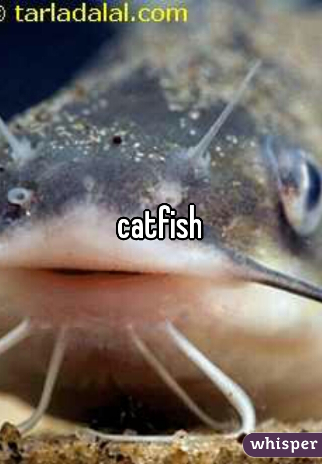 catfish