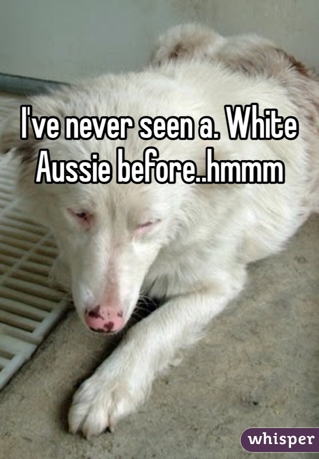 I've never seen a. White Aussie before..hmmm