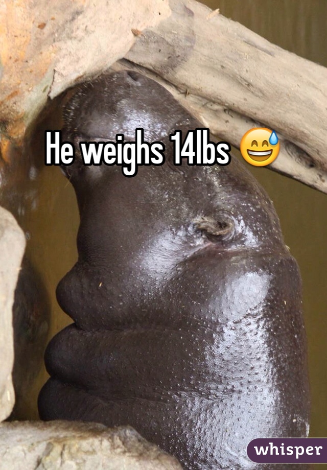He weighs 14lbs 😅