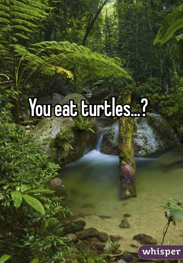 You eat turtles...?