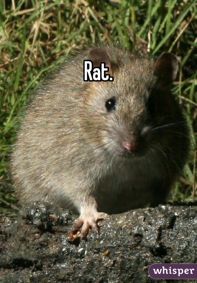 Rat. 