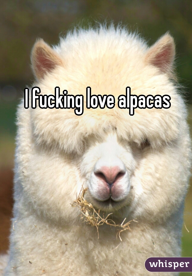 I fucking love alpacas 
