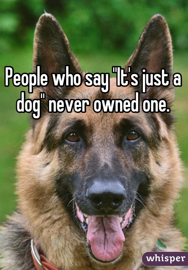 People who say "It's just a dog" never owned one.