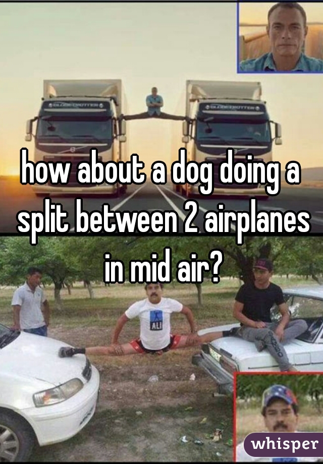 how about a dog doing a split between 2 airplanes in mid air?