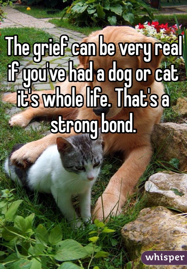 The grief can be very real if you've had a dog or cat it's whole life. That's a strong bond. 