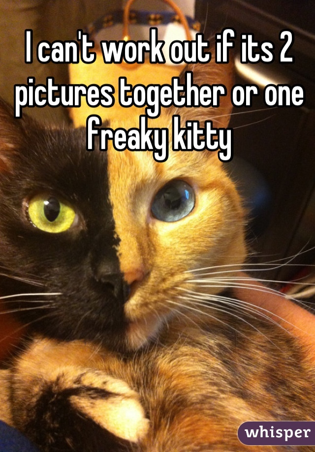 I can't work out if its 2 pictures together or one freaky kitty