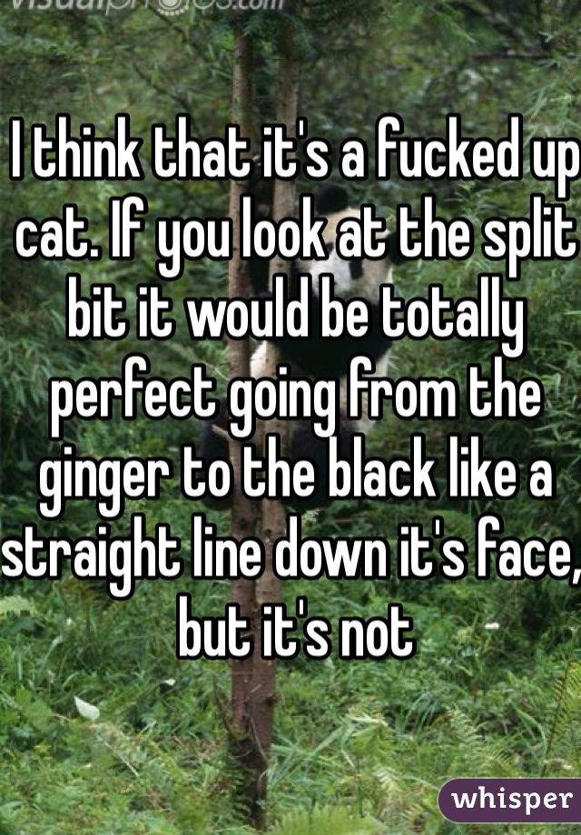 I think that it's a fucked up cat. If you look at the split bit it would be totally perfect going from the ginger to the black like a straight line down it's face, but it's not 