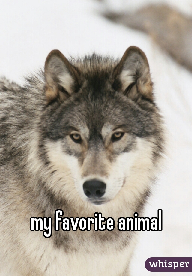 my favorite animal 