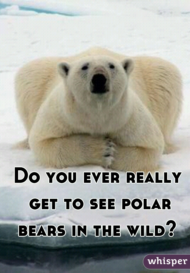 Do you ever really get to see polar bears in the wild? 