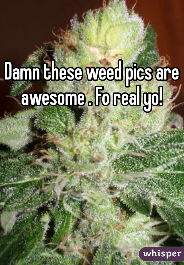 Damn these weed pics are awesome . Fo real yo!