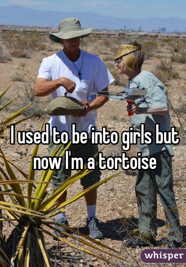 I used to be into girls but now I'm a tortoise
