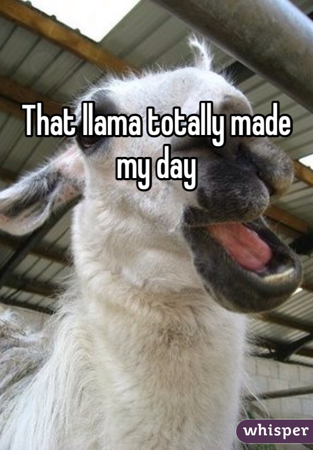 That llama totally made my day