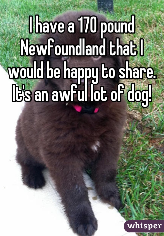 I have a 170 pound Newfoundland that I would be happy to share.  It's an awful lot of dog!