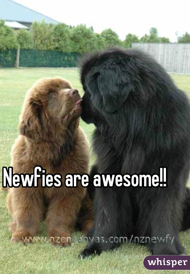 Newfies are awesome!!