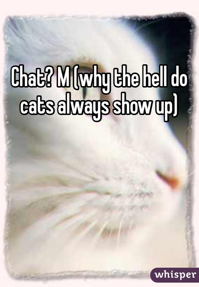 Chat? M (why the hell do cats always show up) 