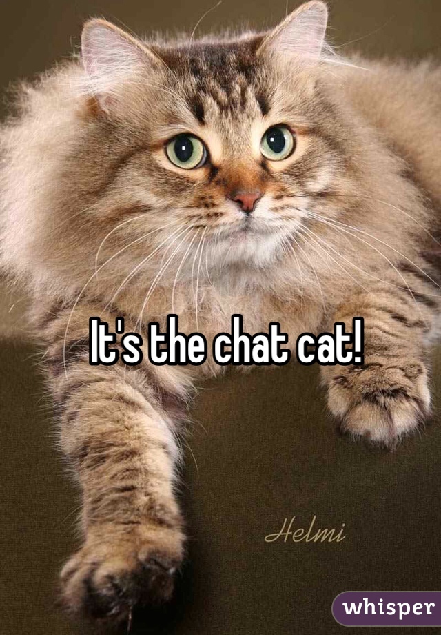 It's the chat cat! 