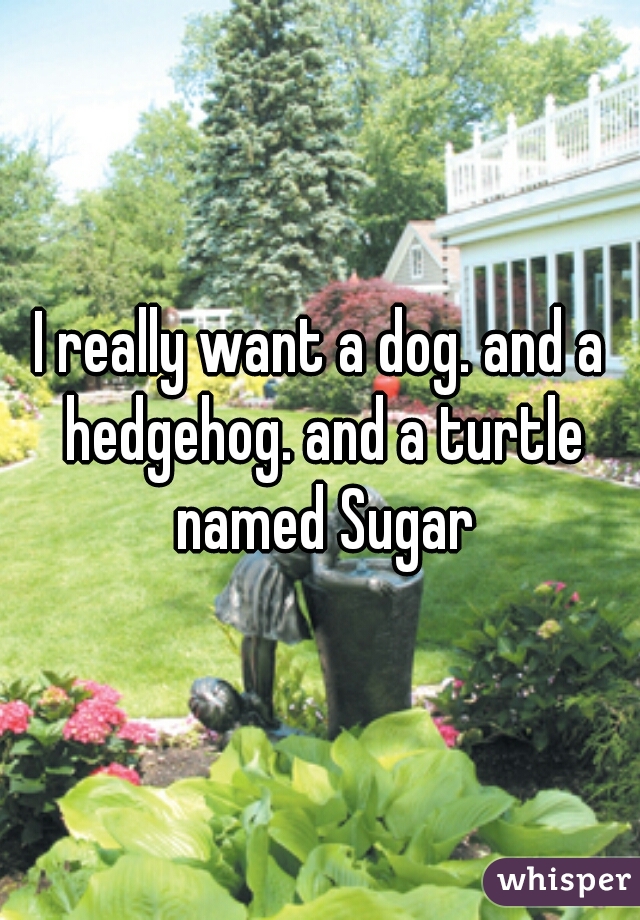 I really want a dog. and a hedgehog. and a turtle named Sugar