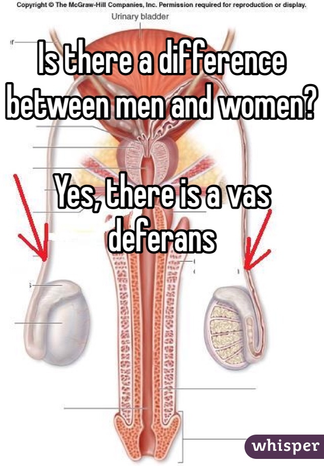 Is there a difference between men and women?

Yes, there is a vas deferans 