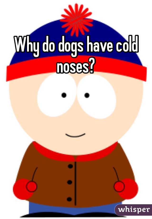 Why do dogs have cold noses?