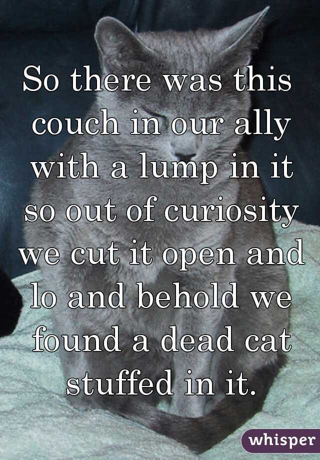 So there was this couch in our ally with a lump in it so out of curiosity we cut it open and lo and behold we found a dead cat stuffed in it.
