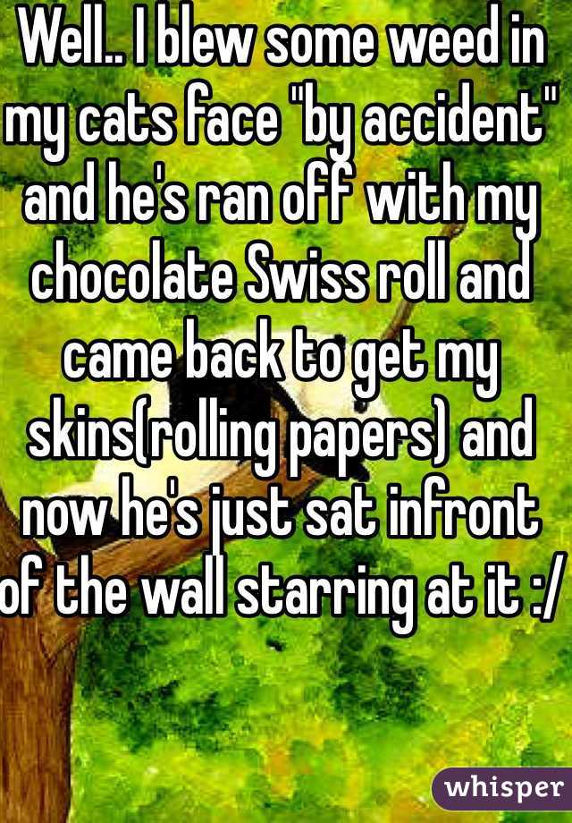 Well.. I blew some weed in my cats face "by accident" and he's ran off with my chocolate Swiss roll and came back to get my skins(rolling papers) and now he's just sat infront  of the wall starring at it :/