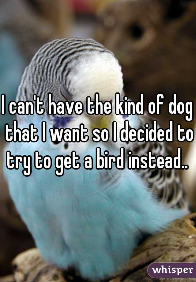 I can't have the kind of dog that I want so I decided to try to get a bird instead.. 