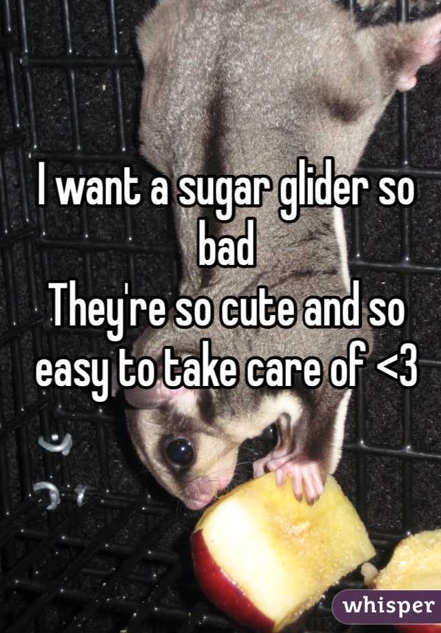 I want a sugar glider so bad
They're so cute and so easy to take care of <3
