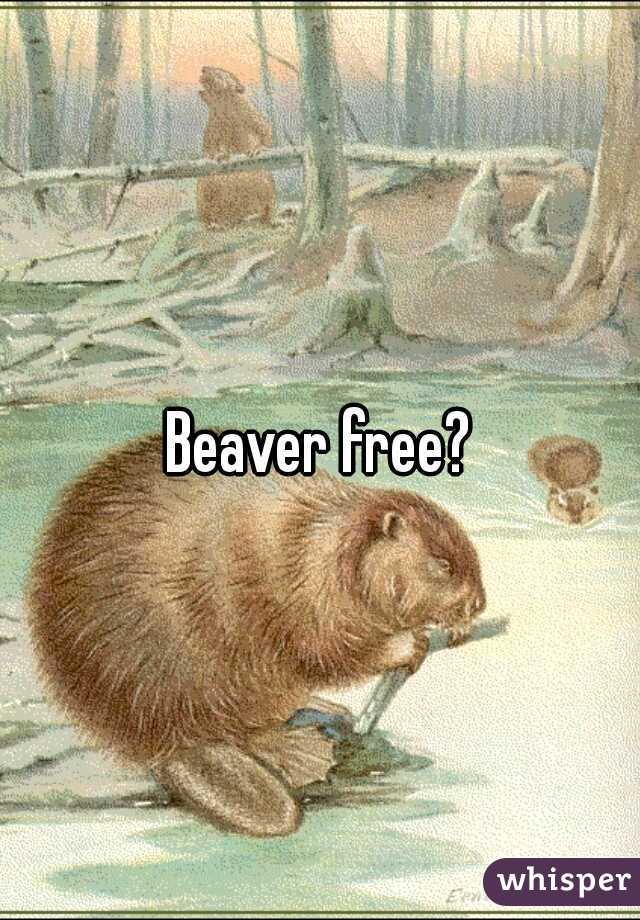 Beaver free?