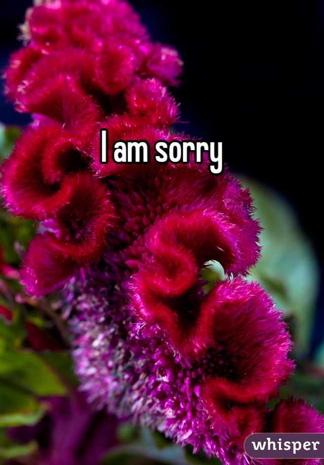 I am sorry