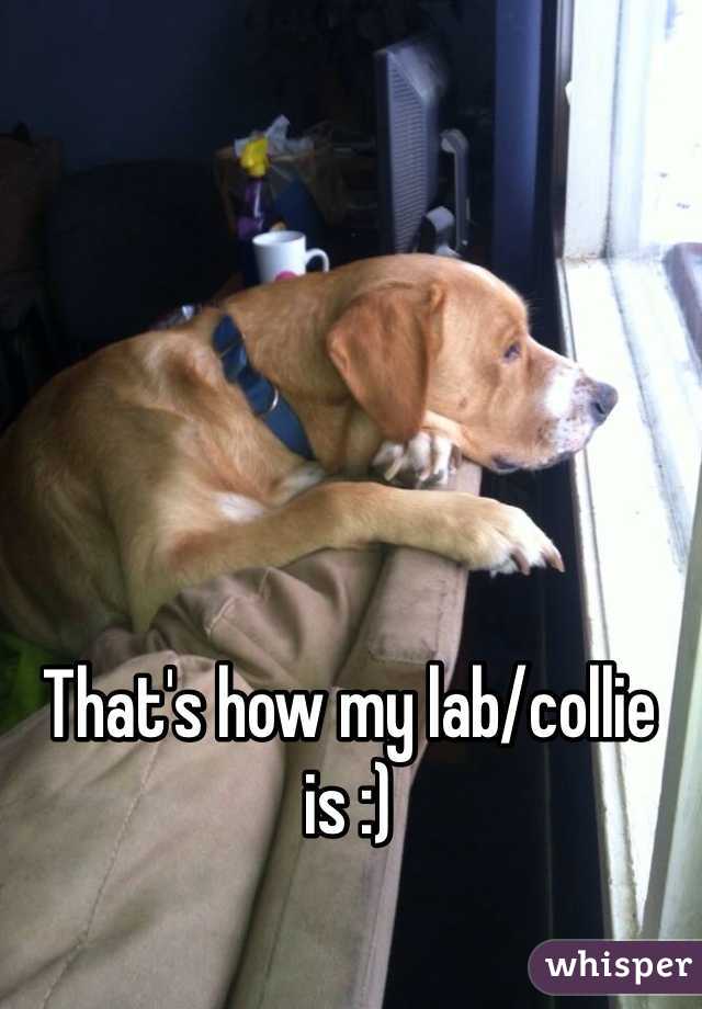 That's how my lab/collie is :)