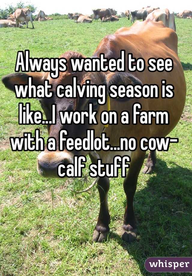 Always wanted to see what calving season is like...I work on a farm with a feedlot...no cow-calf stuff
