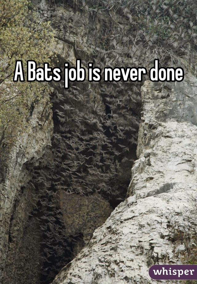 A Bats job is never done 