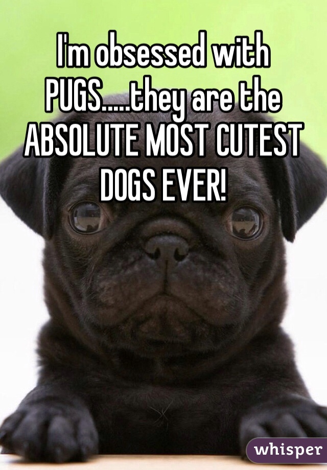 I'm obsessed with PUGS.....they are the ABSOLUTE MOST CUTEST DOGS EVER! 