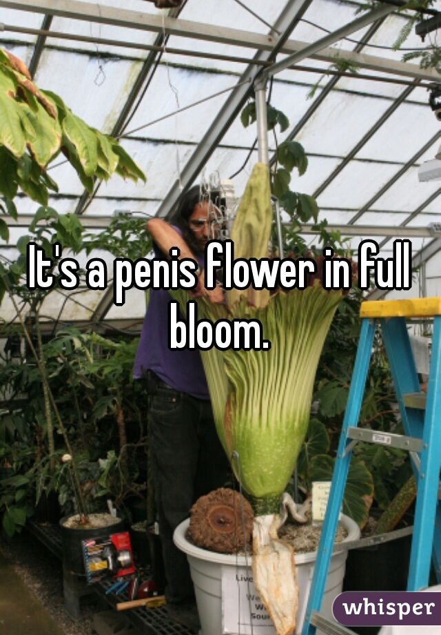 It's a penis flower in full bloom. 