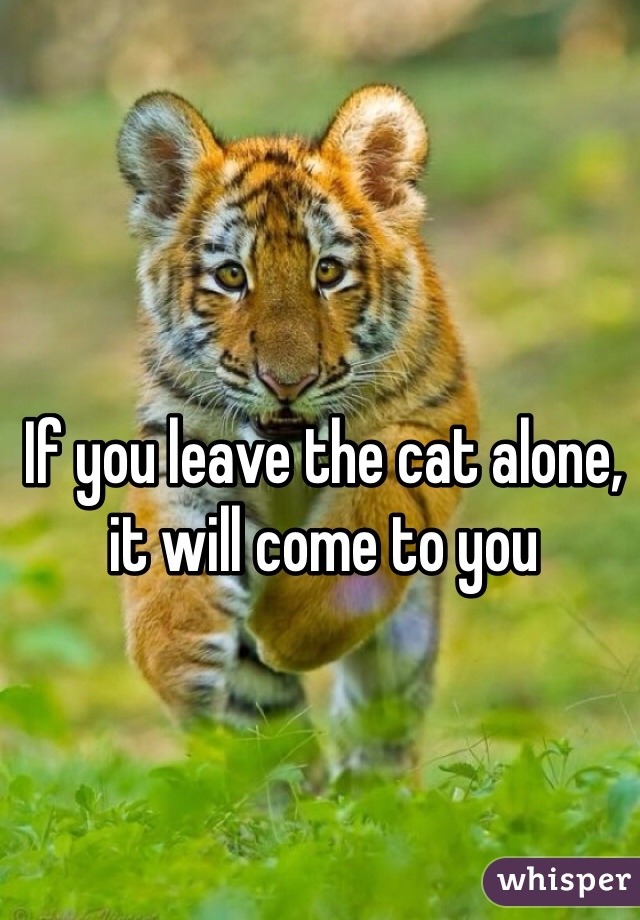 If you leave the cat alone, it will come to you