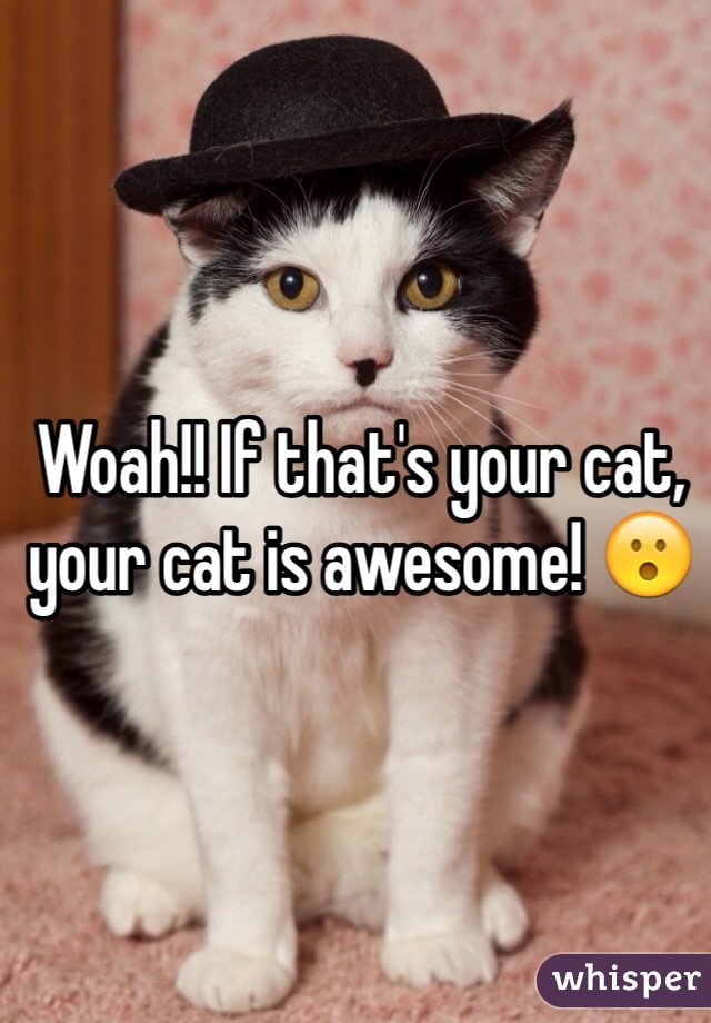 Woah!! If that's your cat, your cat is awesome! 😮