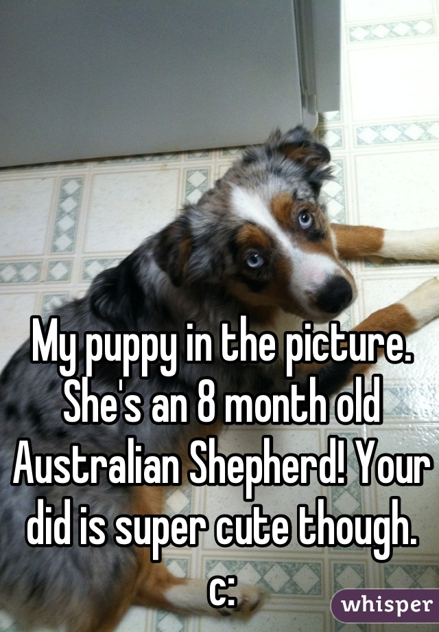 My puppy in the picture. She's an 8 month old Australian Shepherd! Your did is super cute though.  c: