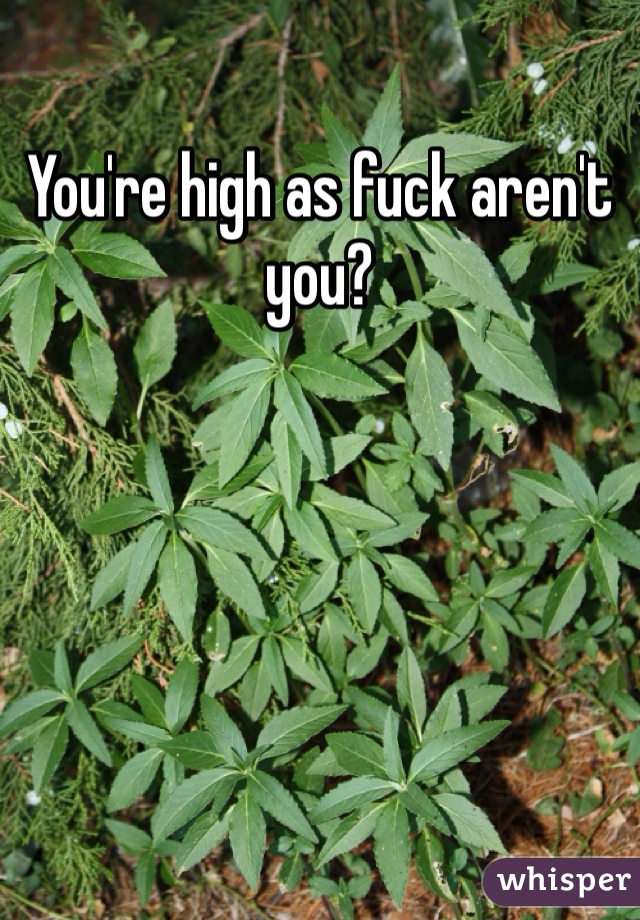 You're high as fuck aren't you?