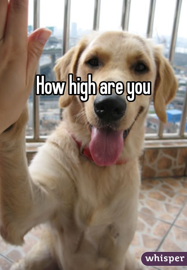 How high are you 