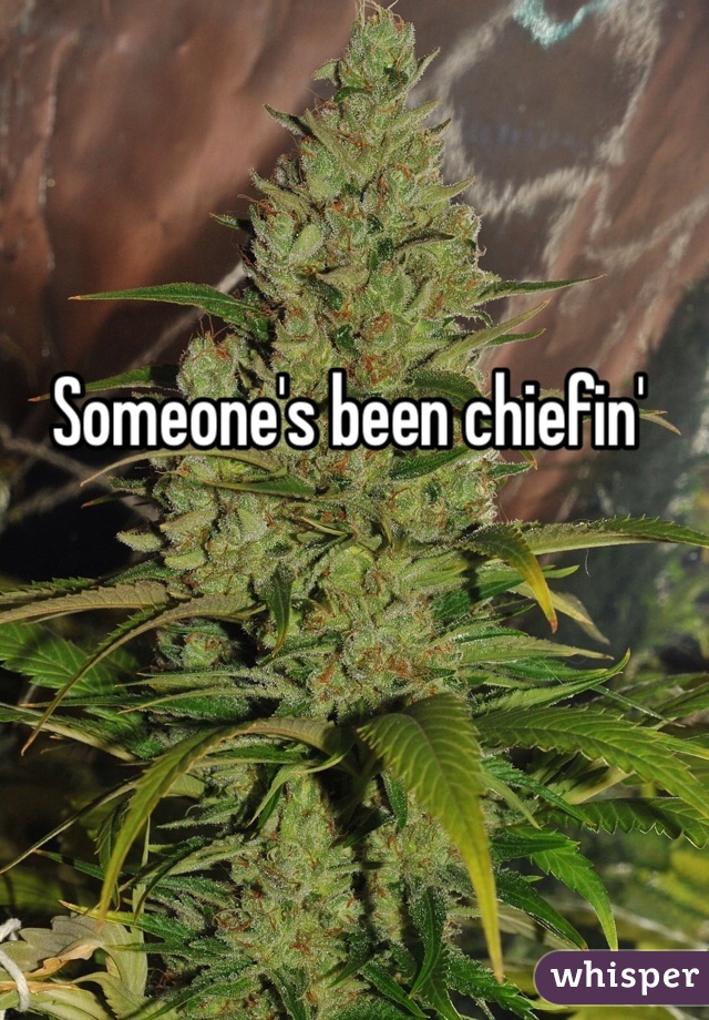 Someone's been chiefin'