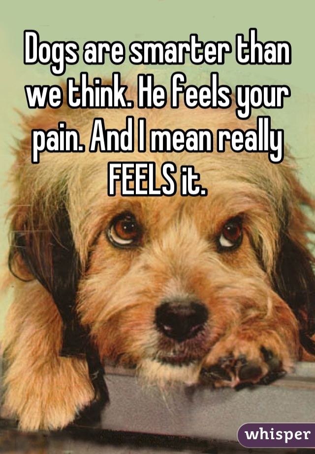 Dogs are smarter than we think. He feels your pain. And I mean really FEELS it.