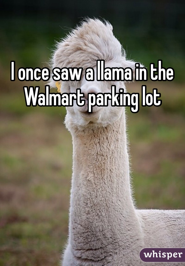 I once saw a llama in the Walmart parking lot