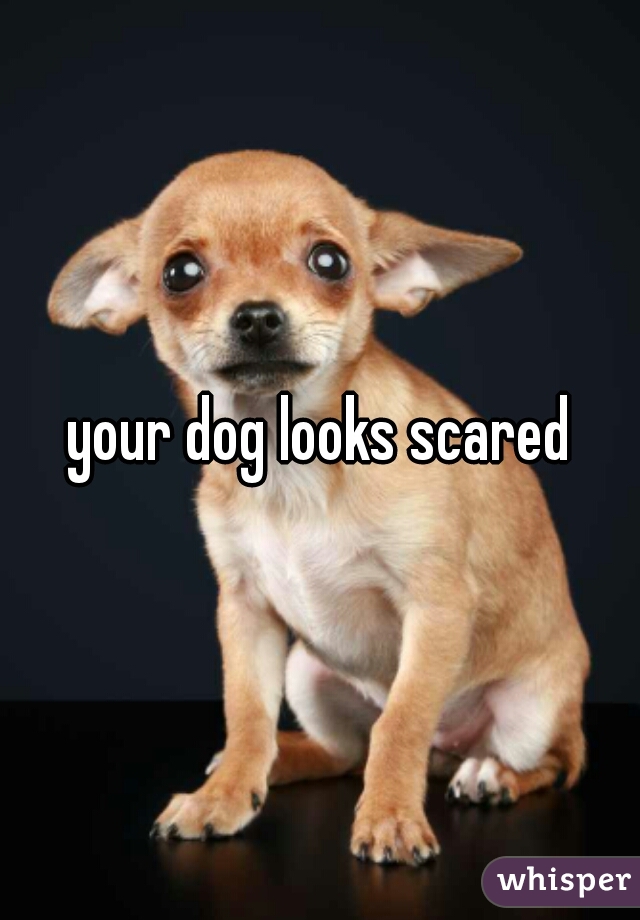 your dog looks scared