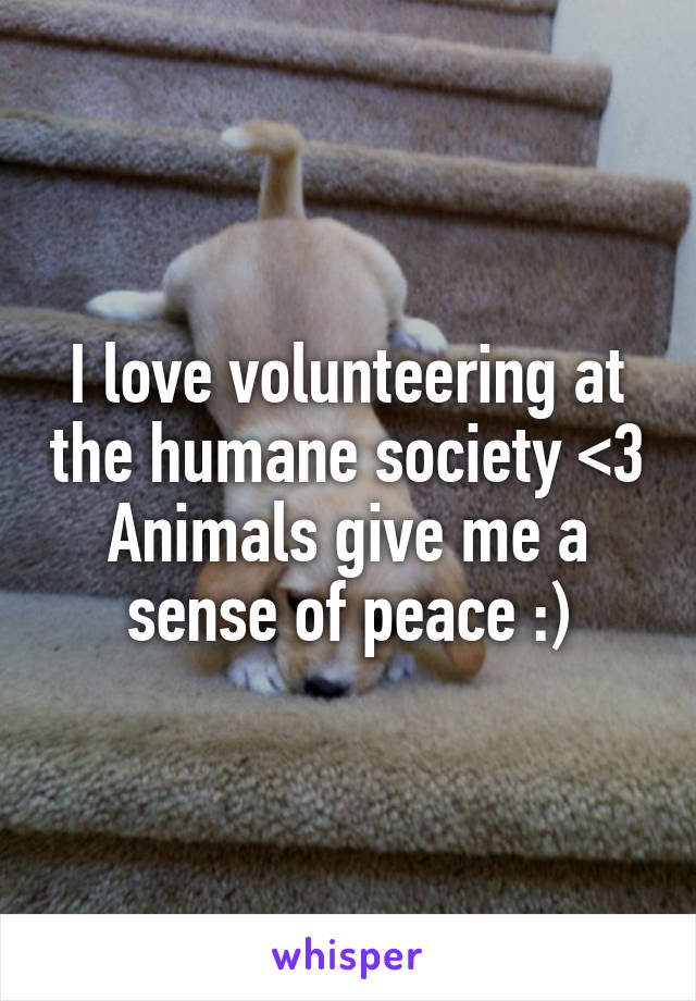 I love volunteering at the humane society <3 Animals give me a sense of peace :)