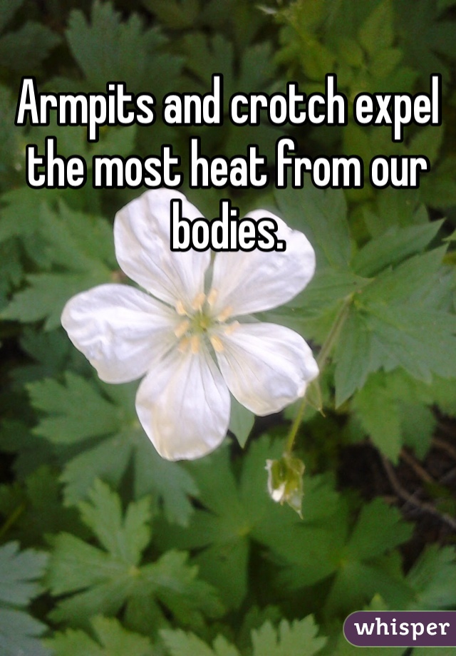 Armpits and crotch expel the most heat from our bodies.