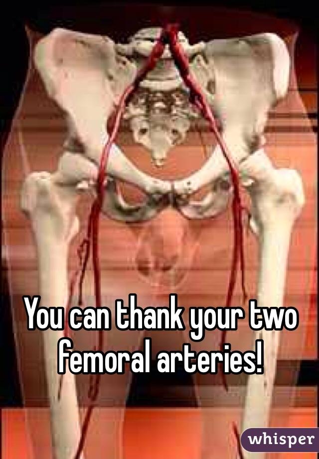 You can thank your two femoral arteries! 