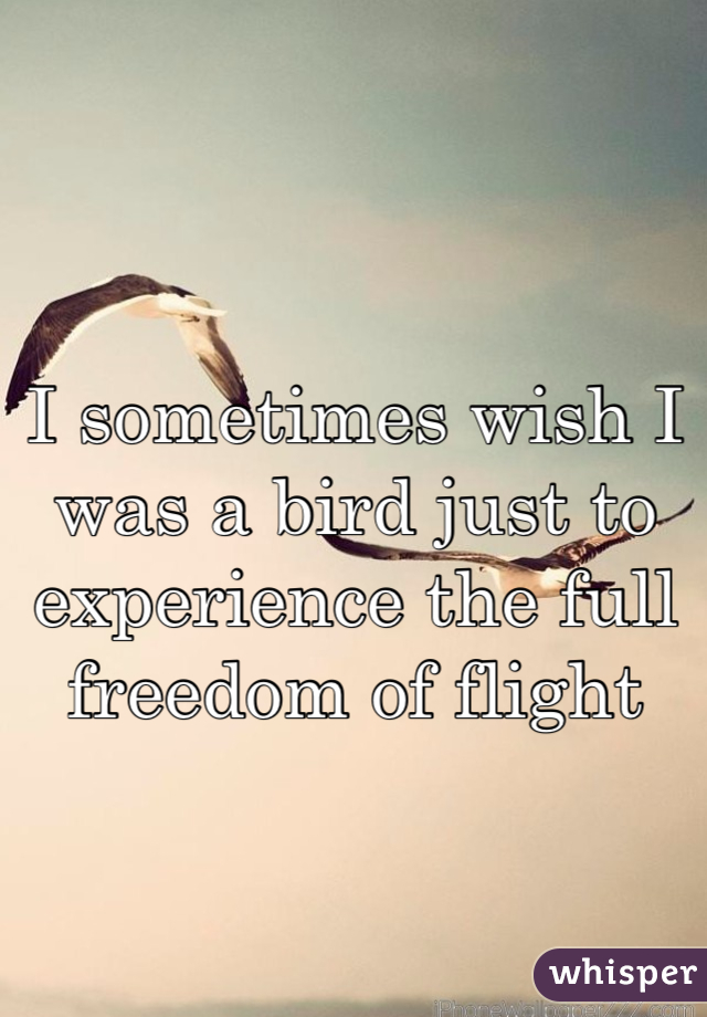 I sometimes wish I was a bird just to experience the full freedom of flight