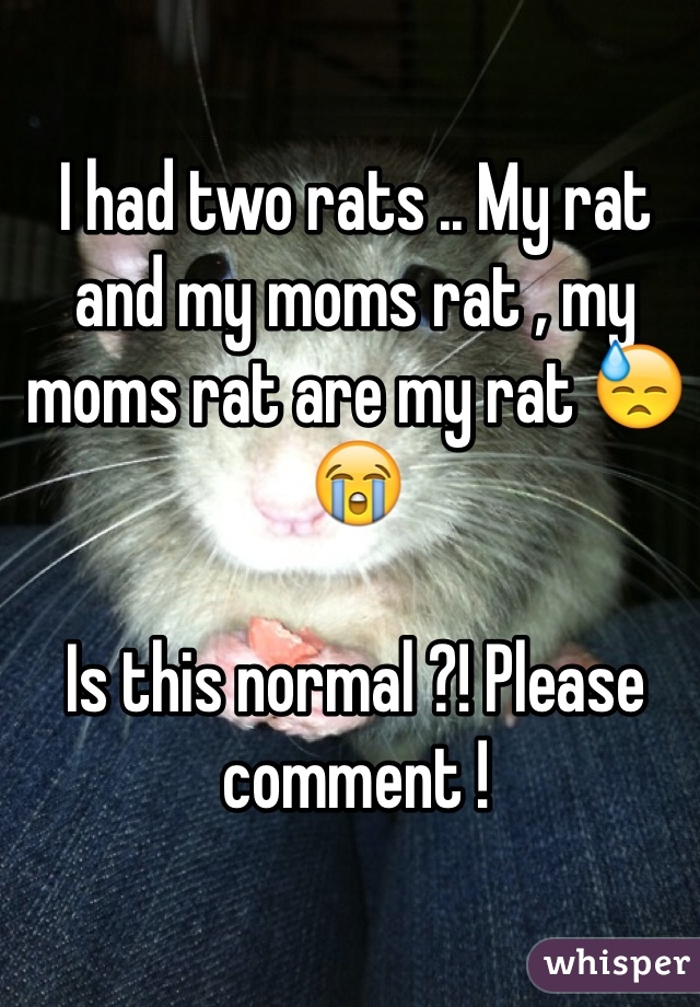 I had two rats .. My rat and my moms rat , my moms rat are my rat 😓😭 

Is this normal ?! Please comment !